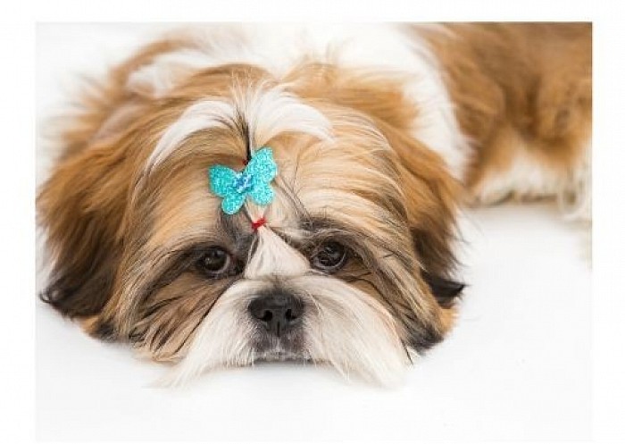 Cavapoo cross sales shih tzu