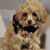 Toy Poodle