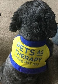 Therapy Dog