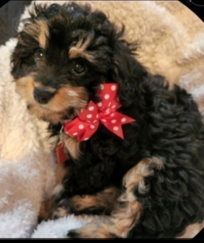 CKC SHIHPOO CAVAPOO BREED DAD CKC Cavapoo  SAINT GABRIEL 13LBS  VERY SMART IN THERAPY DOGS SCHOOL,  13lbs Sire Dad, of litter above Nursery 1 the Shihpoo and Cavapoo breed 2puppys both 4lbs