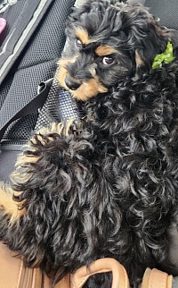 Cavapoo