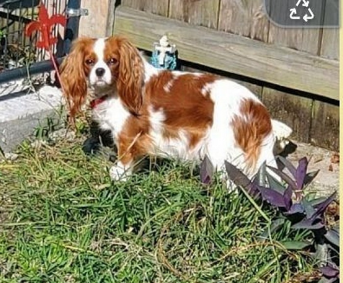 King Charles Spaniel Dam of Cavapoo