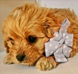 Cavapoo