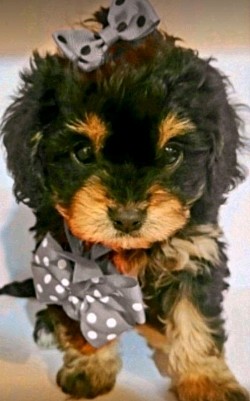 Cavapoo