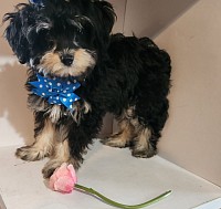 Cavapoo Shihpoo PREVIOUS litter 4lbs 18 WEEKS