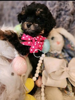 Shihipoo & Cavapoo Ckc 8 weeks old 2.9lb