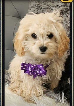 SHIHIPOO & CAVAPOO CKC SHIRLEY FULL GROWN 5LBS