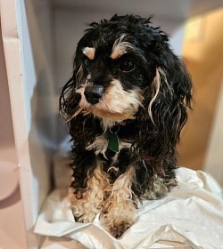 CAVAPOO CKC JERSEY FULL GROWN 6LBS