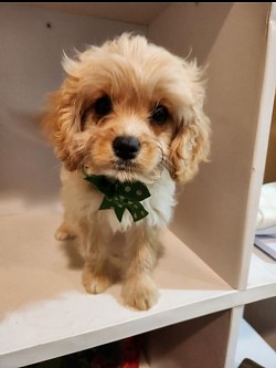 CAVAPOO UNAVILABLE