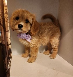 CAVAPOO AVAILABLE