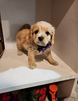 CAVAPOO AVAILABLE