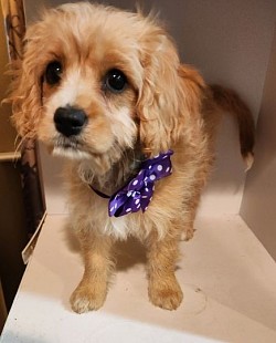 CAVAPOO AVAILABLE