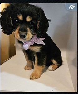 CAVAPOO FEMALE CKC