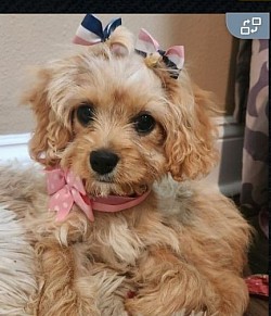 Female Cavapoo Ckc