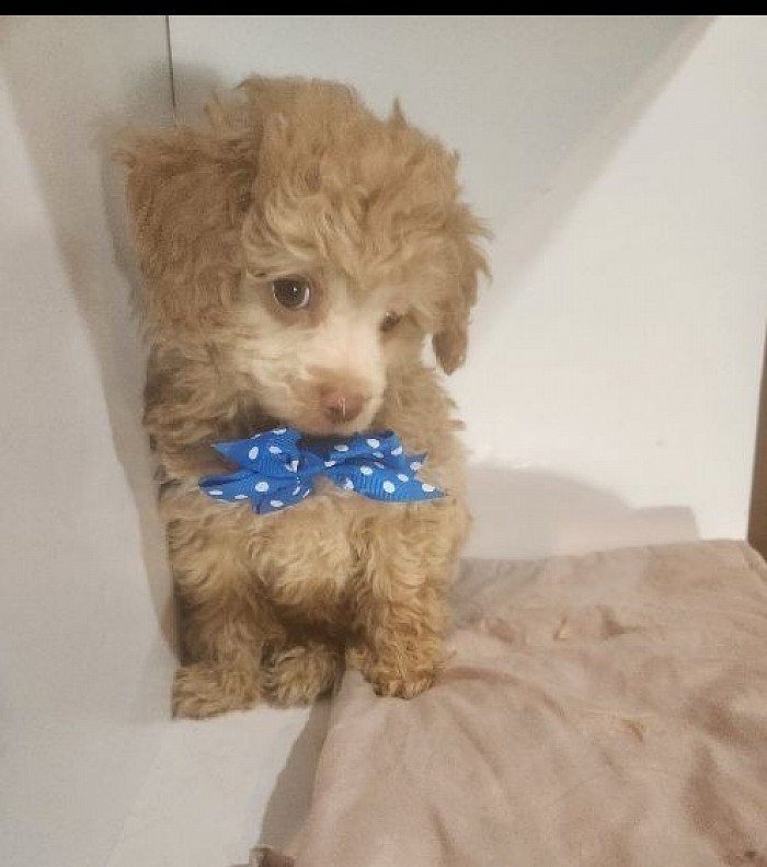 TOY POODLE MALE CKC BENJAMIN APRICOT AMBER Eyes AVAILABLE