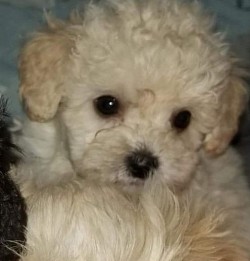 Shihpoo puppy