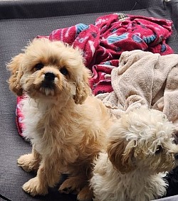 Shihpoo and Cavapoo  puppy