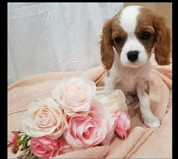 AKC King Charles Spaniel