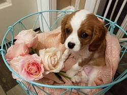 King Charles Spaniel Akc CALI GRACE