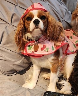 King Charles GRACE CALI