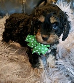 Cavapoo male