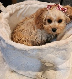 Cavapoo female