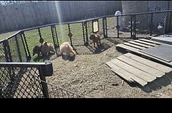 Puppy outside playground after 6 weeks shot