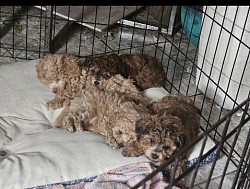 Inside puppy kennel