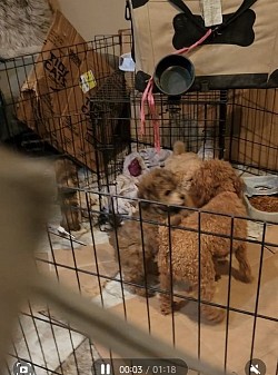 LUCY PLAYGROUND INDOORS PUPPYS