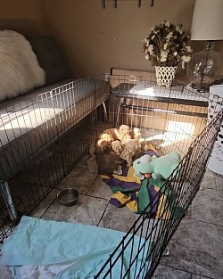 Puppy play pen indoor