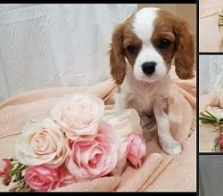 KING CHARLES SPANIEL AKC