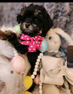 Cavapoo Shihpoo CKC