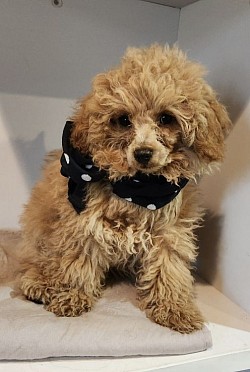 TOY POODLE BENTLEY HEIGHT OF A TOY VERY SMALL