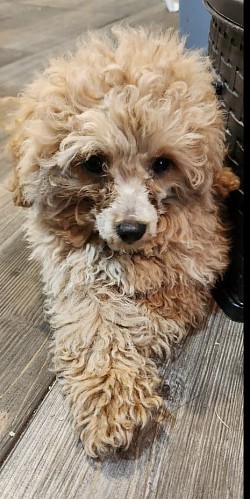 Bentley Toy Poodle Ckc 3 LBS