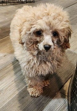 Toy Poodle Bentley Apricot