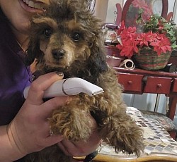 Toy poodle female Bella UNAVAILABLE