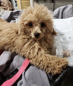 Toy Poodle male CKC Available