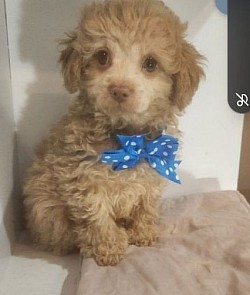 Benjamin Benji Toy Poodle CKC MALE Height of Minature, weight like a Toy Poodle