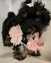 Shihipoo Cavapoo T CUP SIZE