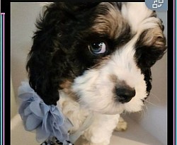 BERNARD SHIHPOO CAVAPOO