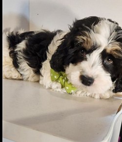 Bernard CAVAPOO SHIH POO