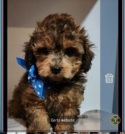 TOY POODLE CKC