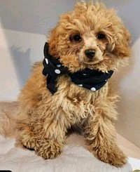 TOY POODLE BENTLEY