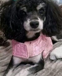 MINATURE POODLE