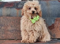 Bentley 6lbs 2025 Sire of SHIHPOO CAVAPOO F1B