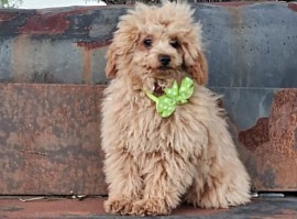 Bentley 6lbs TOY POODLE