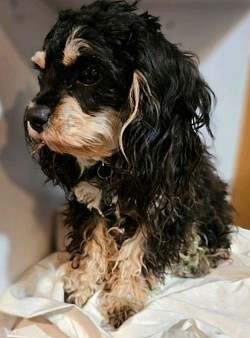 JERSEY Dam  6lbs 2024