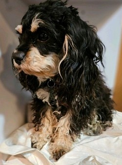 JERSEY Dam  CAVAPOO  2024