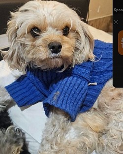 Maddie Dam 6lbs 2025 1 male