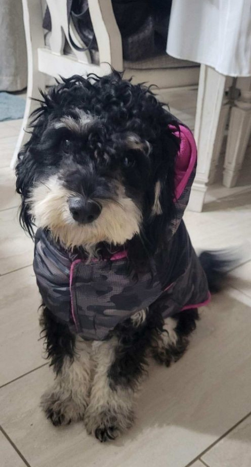 Shihpoo Cavapoo Sire 2024